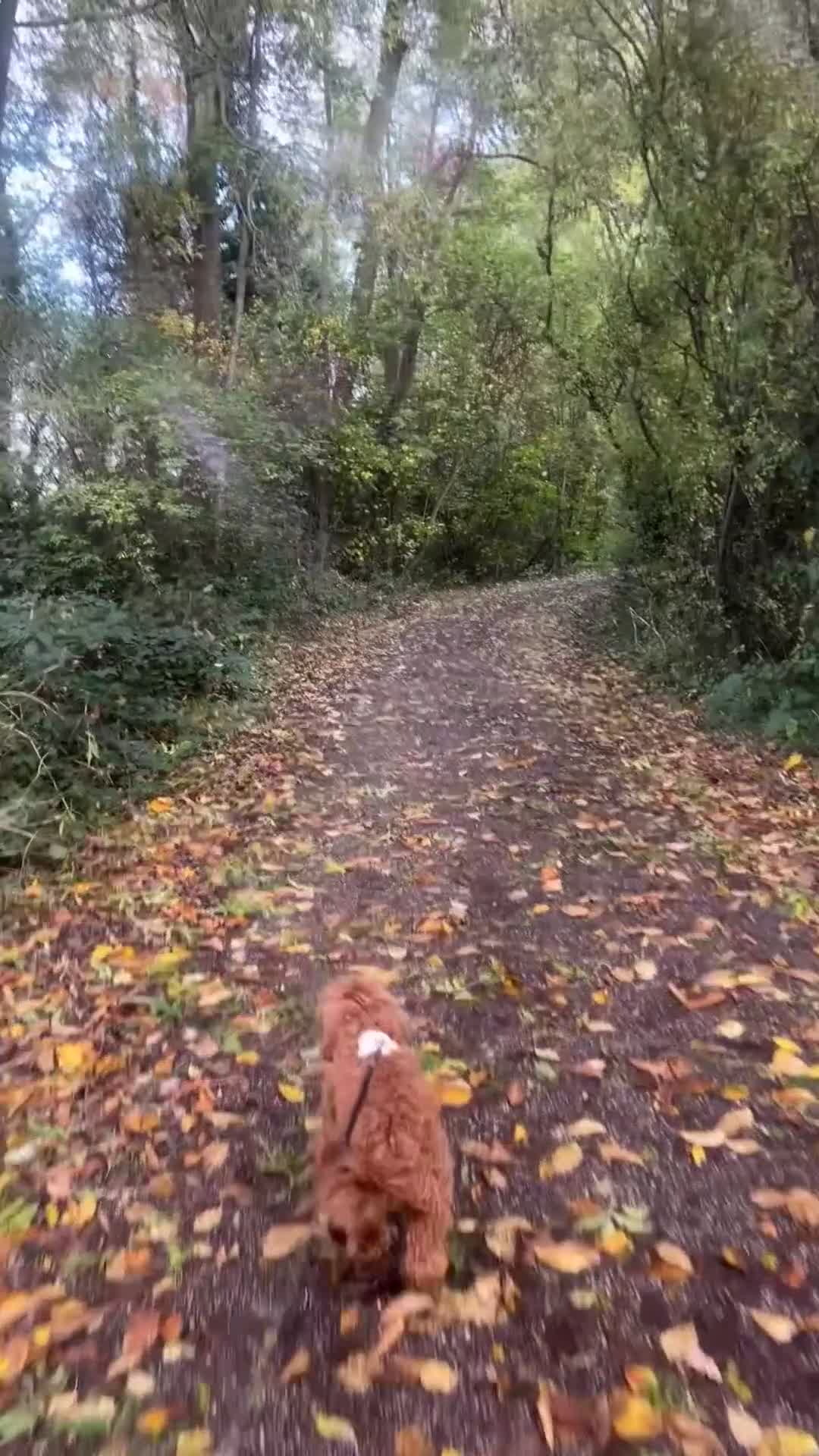 Cavapoo dogs for sale: F1 B Cavapoo - 10 Months  - Video 1