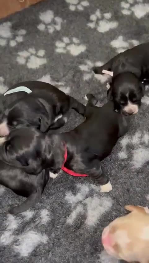 Cocker Spaniel dogs for sale: Beautiful Working Cocker Spaniel Puppies - Video 1