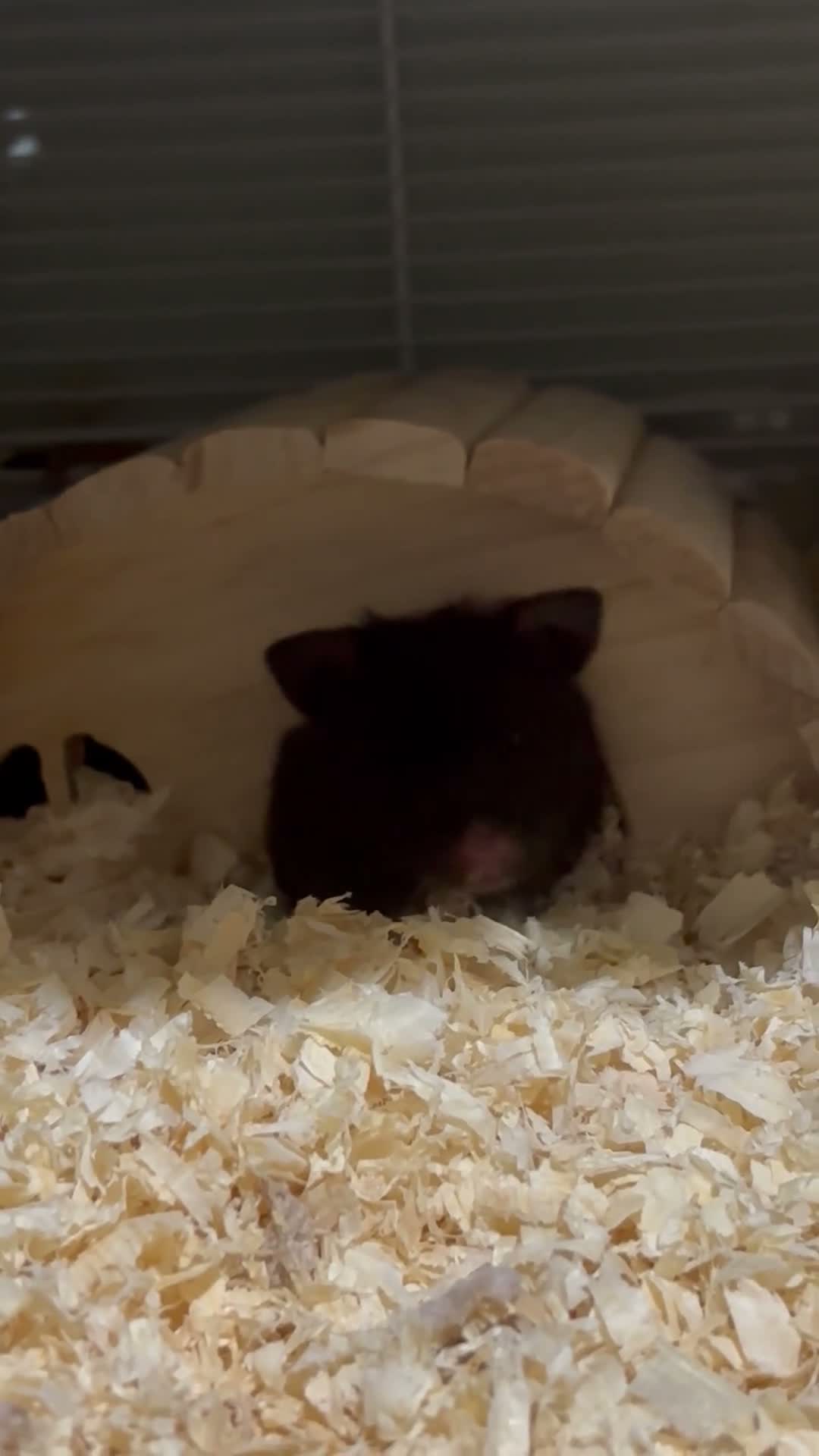 Hamster rodents for sale: hamster  - Video 2