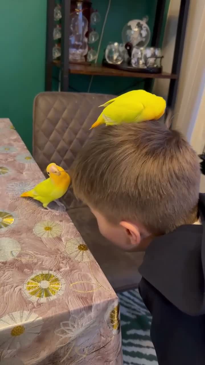 Lovebirds birds for sale: Beautiful Bonded Tame Pair of Lovebirds 1 year old - Video 3