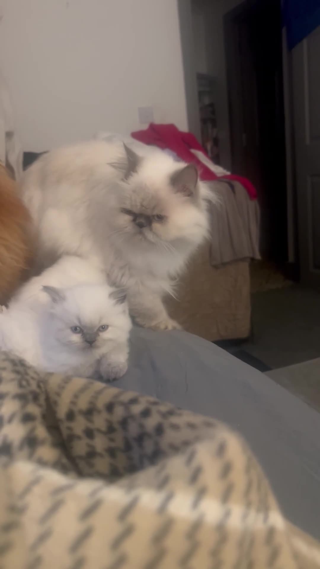 British Longhair cats for sale: One boy leftKittensPersianMumRegistered BLH Dad - Video 4