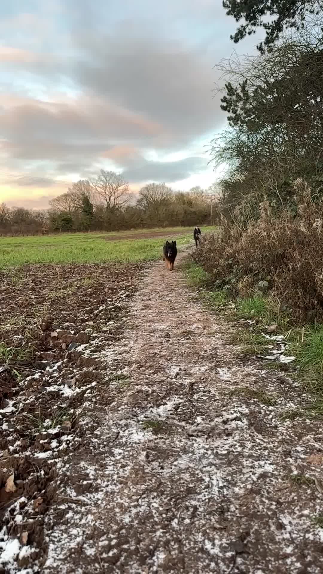 German Shepherd dogs for stud: BIG BONDED LONG HAIRED GERMAN SHEPHERD STUD - Video 1