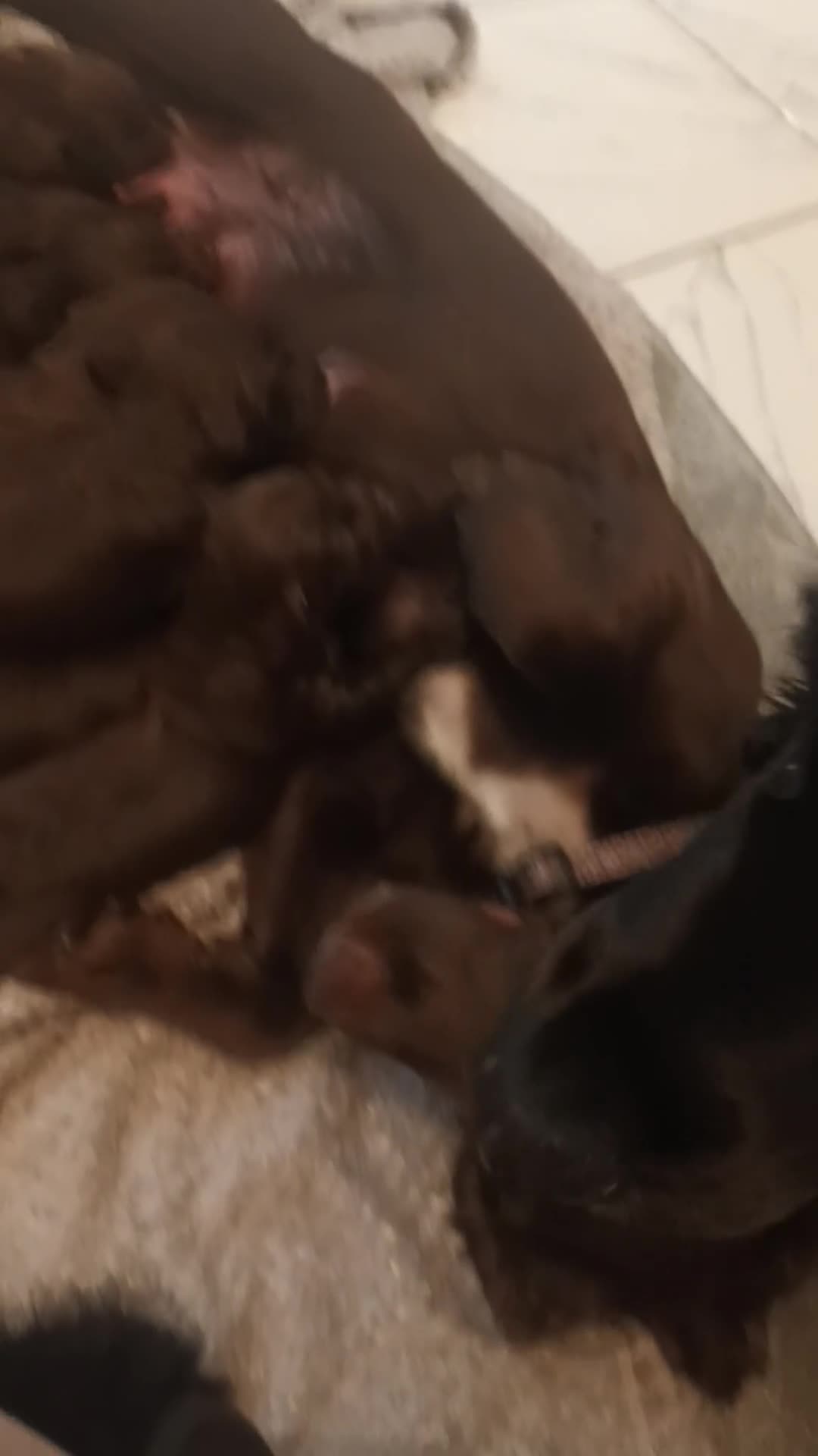 Cockapoo dogs for sale: Stunning F1 Chocolate Cockapoos - Video 2