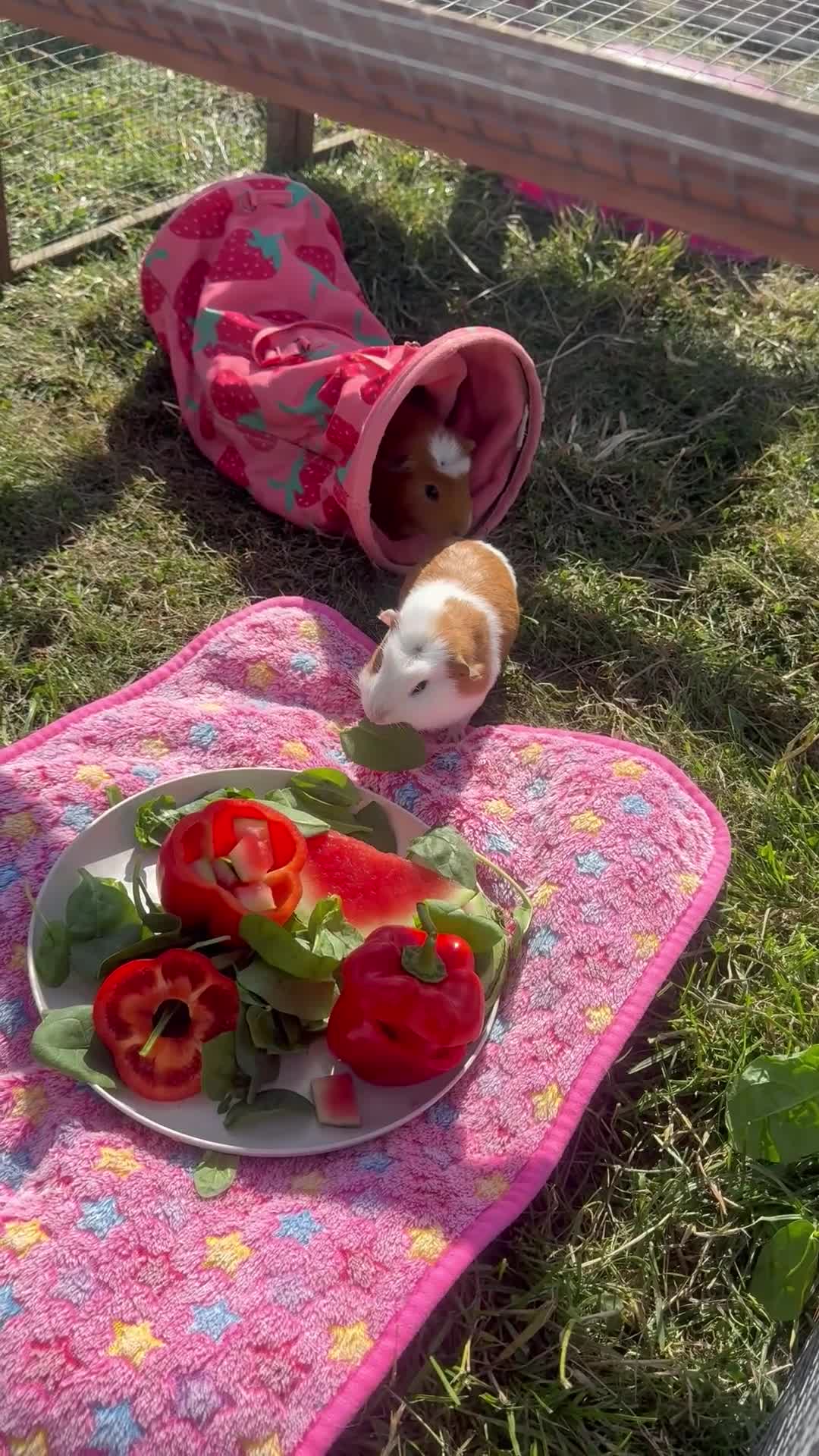 Guinea Pig rodents for sale: Baby guinea pigs  - Video 1