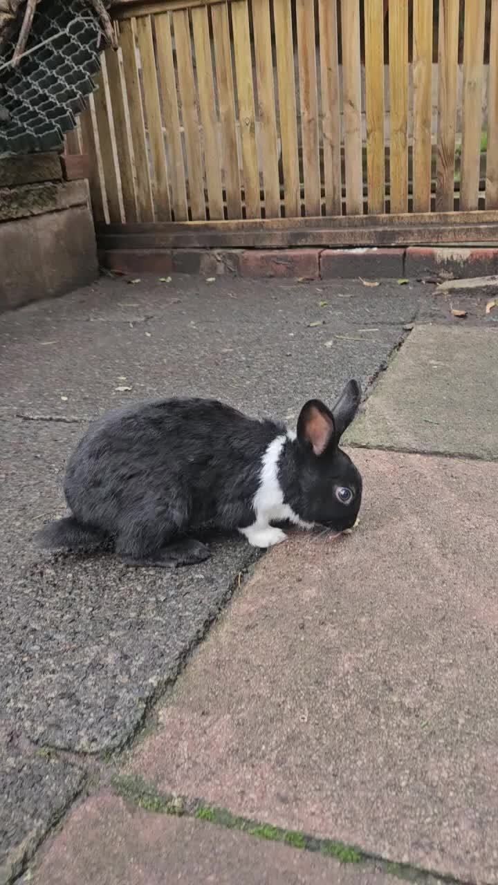 Dutch rabbits for sale: Dutch  - Video 1