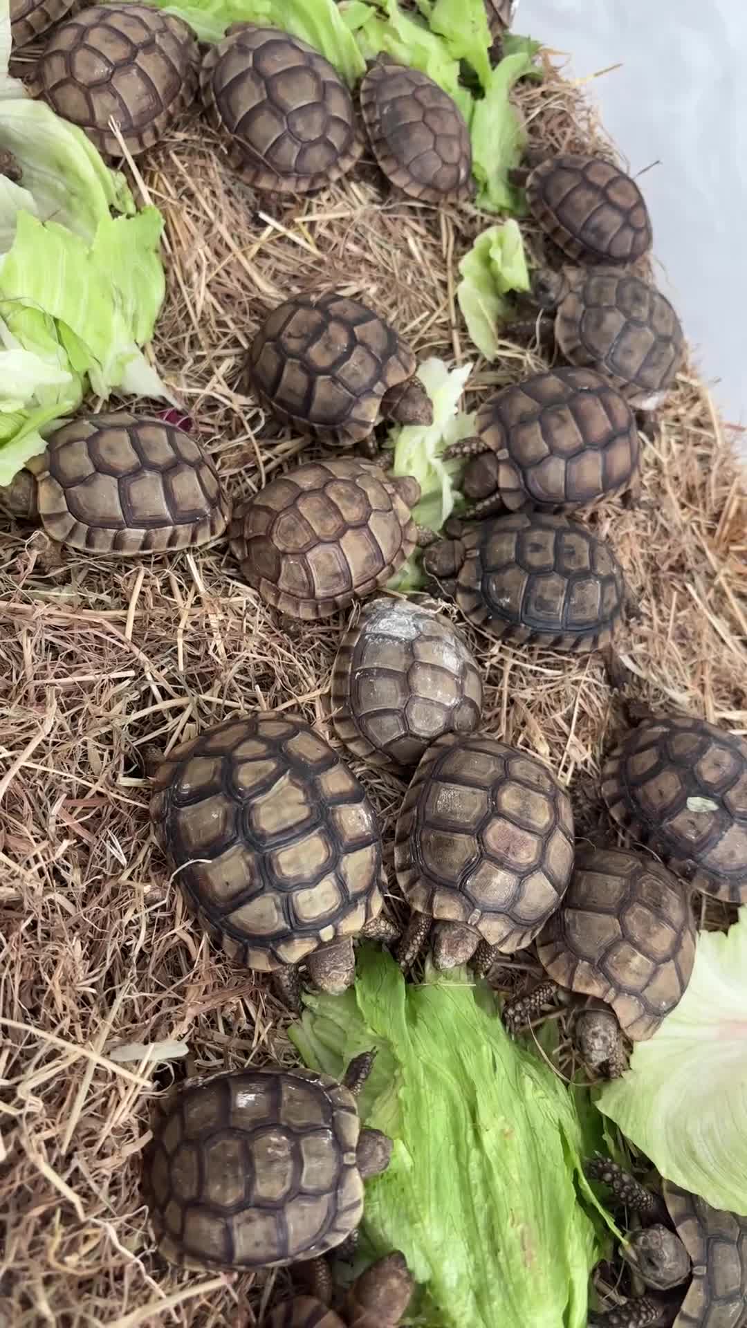 Tortoise reptiles for sale: Tortoise - Video 1