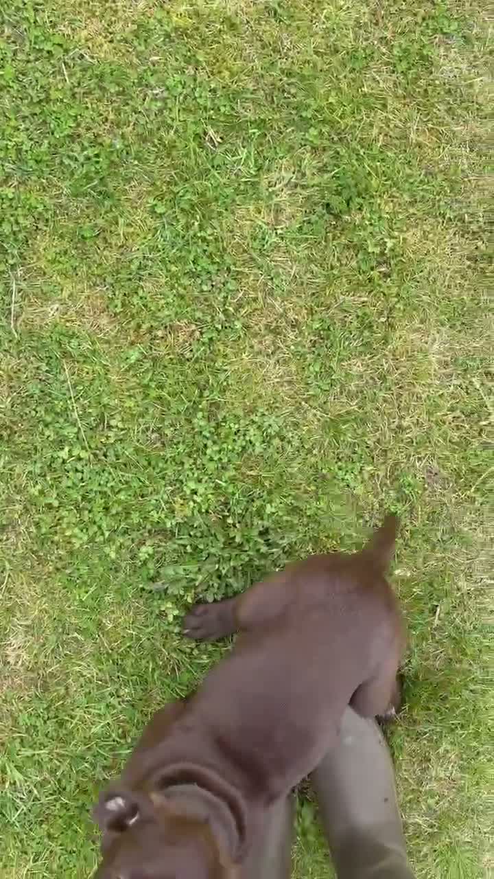 Mixed Breed dogs for sale: BITCH NOW AVAILABLE! GWP X Labrador puppies - Video 2