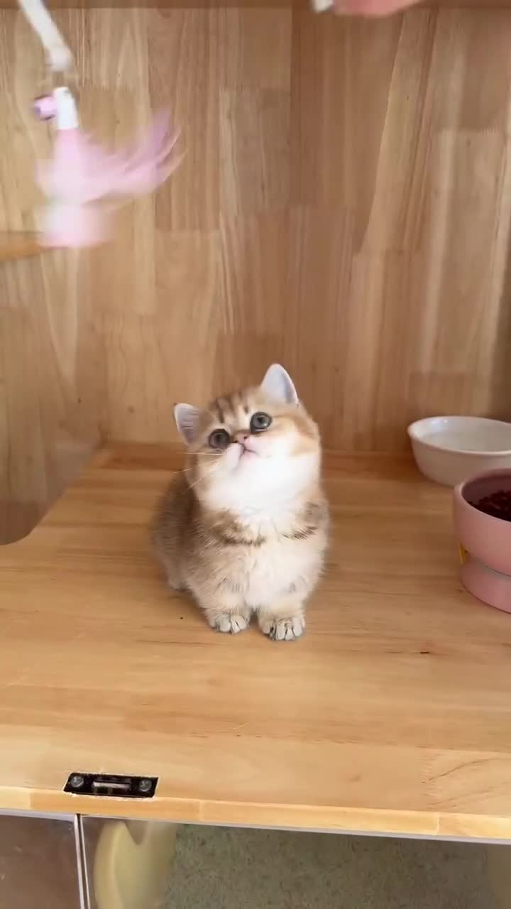 Munchkin cats for sale: Stunning Golden Shaded Munchkin Kitten - Video 1