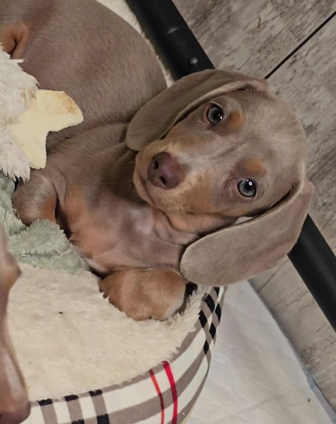 Miniature Dachshund dogs for sale: Dachshunds for sale  - Video 2
