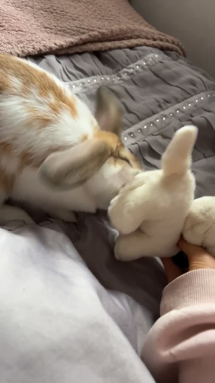 Mixed Breed rabbits for sale: female bun in Gloucester - Video 3