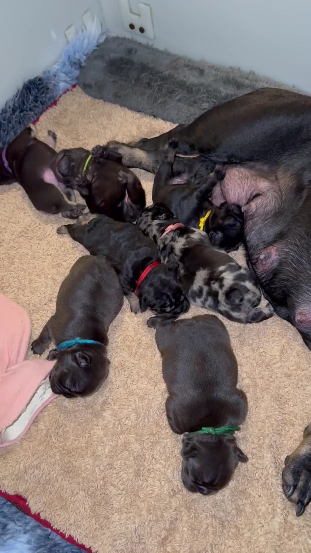French Bulldog dogs for sale: Stunning litter of frenchies  - Video 1