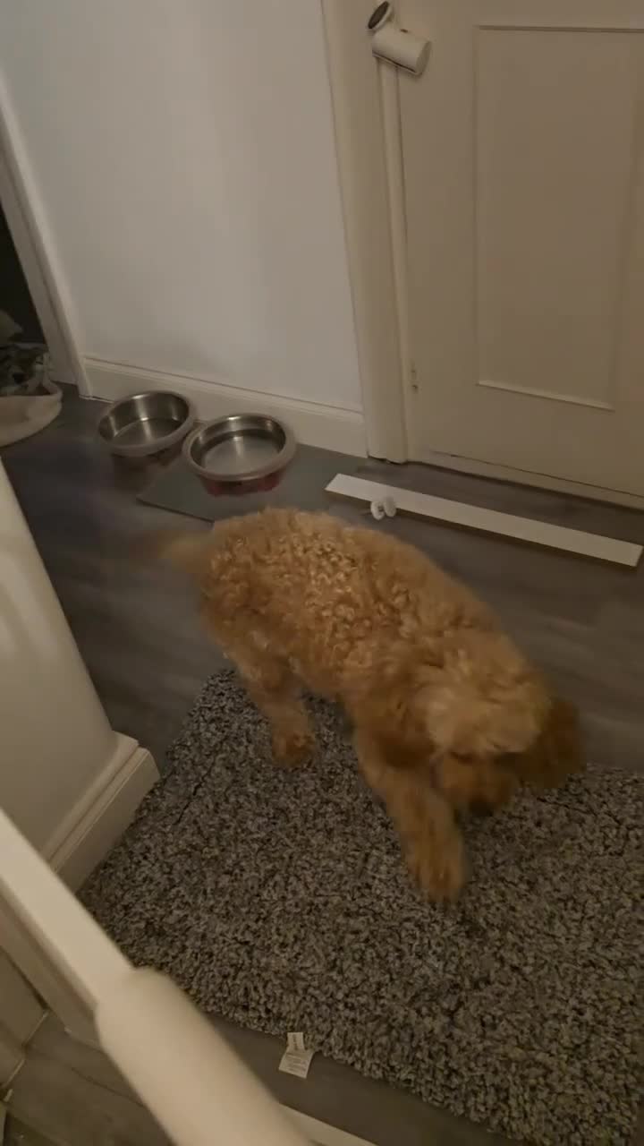 Cockapoo dogs for sale: Happy 16m Female Cockapoo Looking for Active Home - Video 1