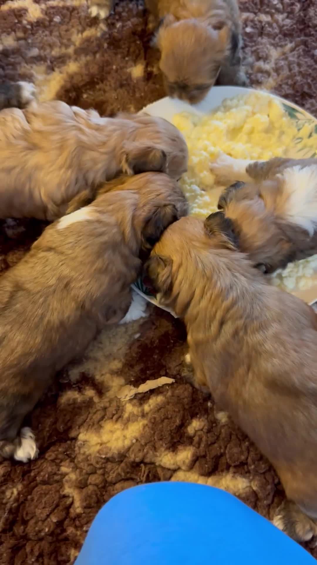 Lhasa Apso dogs for sale: Stunning happy male pup - Video 1