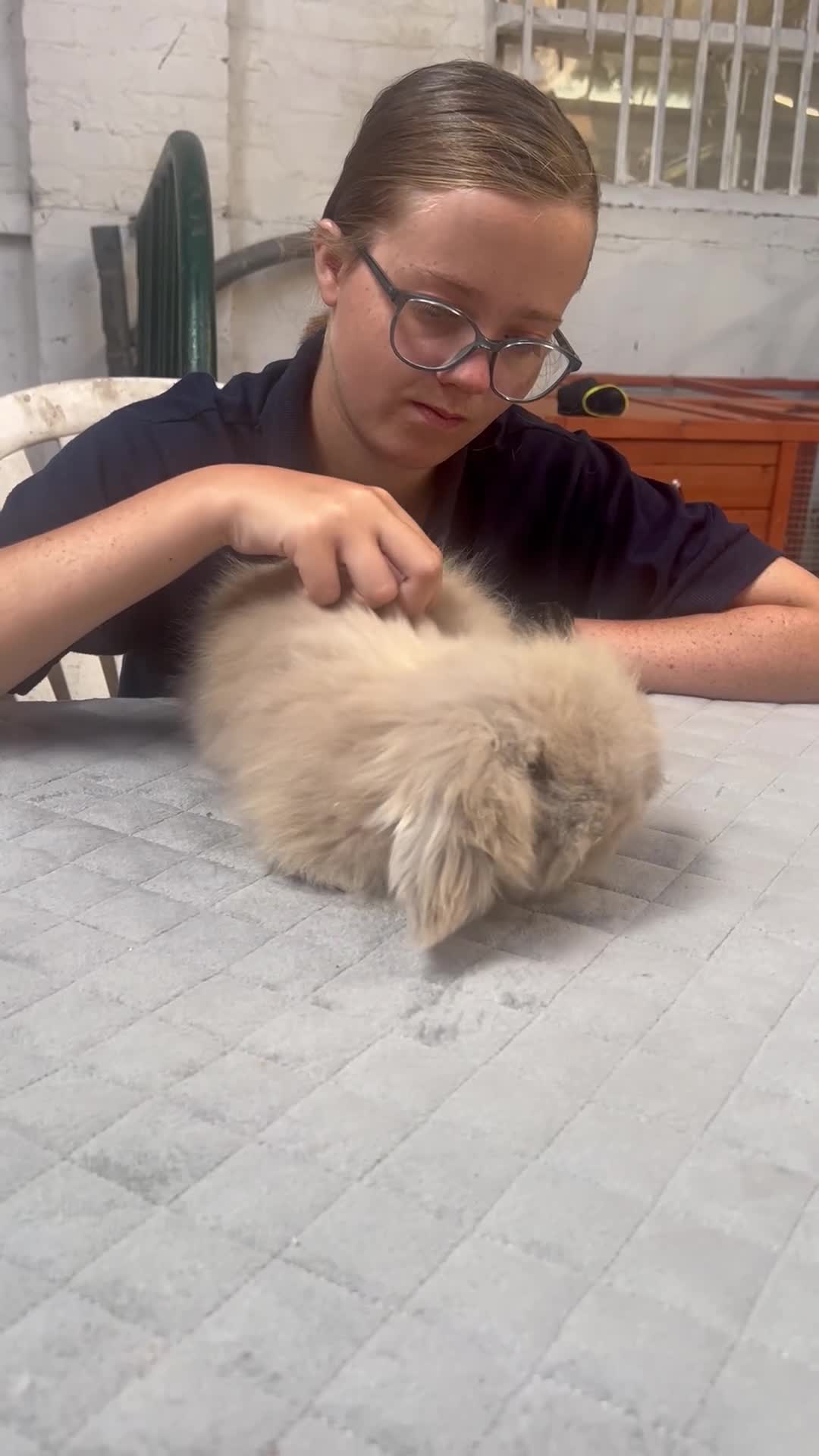 Angora rabbits for sale: Two Female Baby Teddy Widder rabbits for sale - Video 1