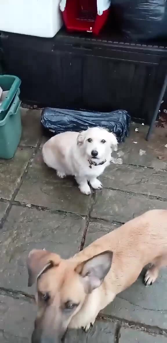 Mixed Breed dogs for adoption: Hope seeking forever home - Video 1