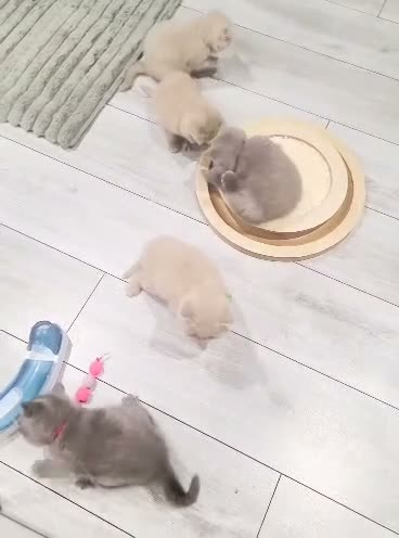 British Shorthair cats for sale: British shorthair kittens - champion bloodlines  - Video 1