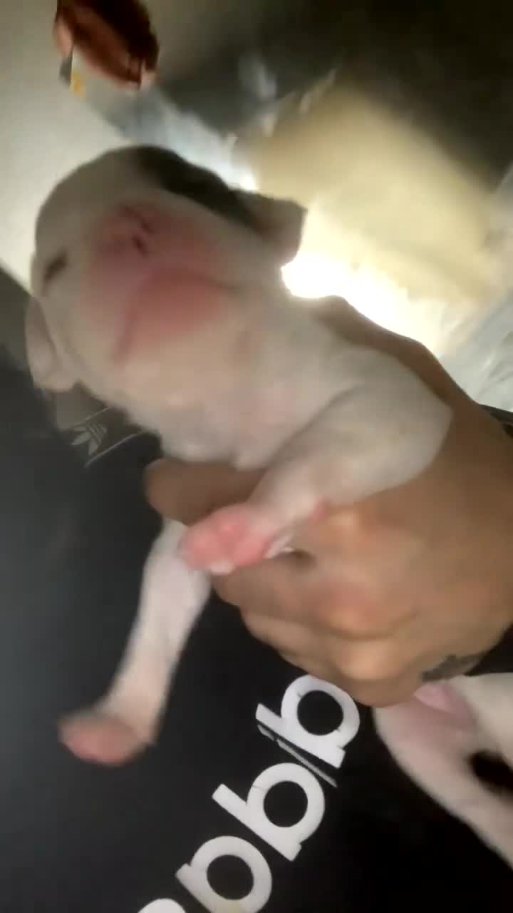 Mixed Breed dogs for sale: Puppies for sale 🏡  in Worcester - Video 1