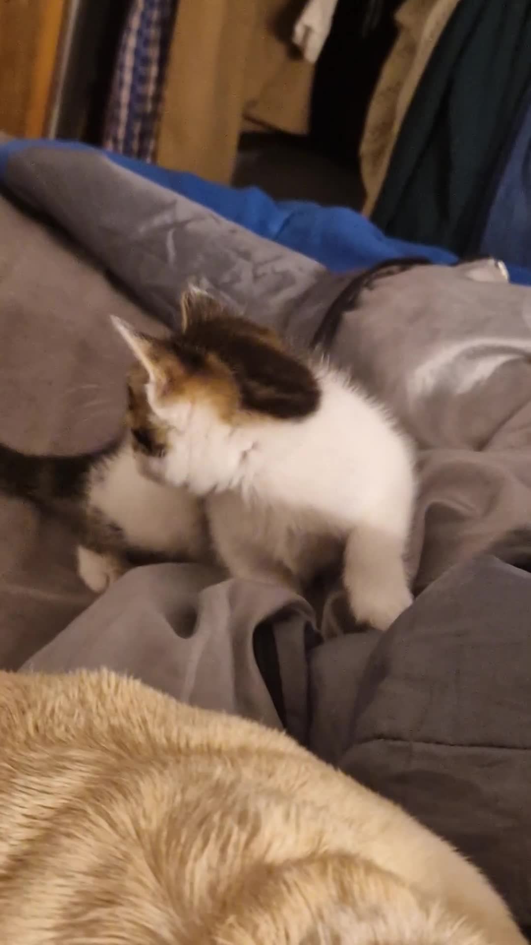 Mixed Breed cats for sale: 2 Tabbie beauties - Video 1
