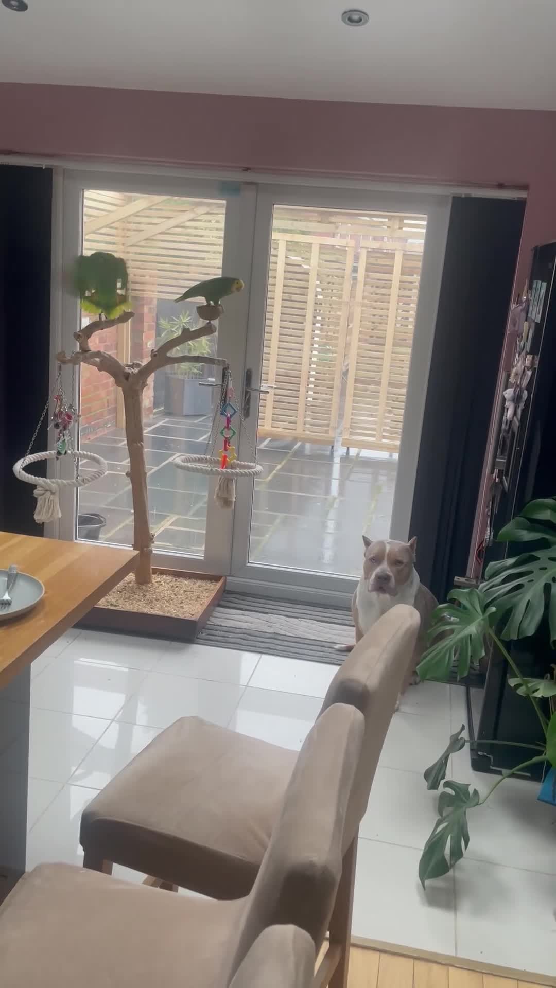 Parrots birds for sale: DYH double yellow headed Amazon parrots - Video 3