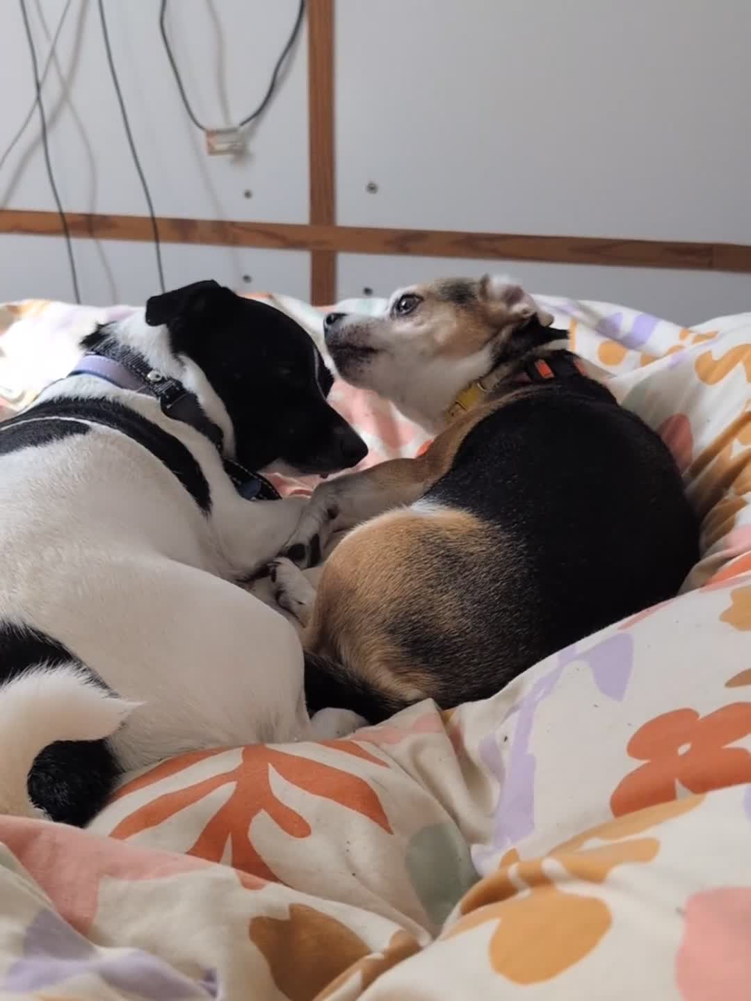 Jack Russell dogs for sale: Two lovely small dogs - Video 1
