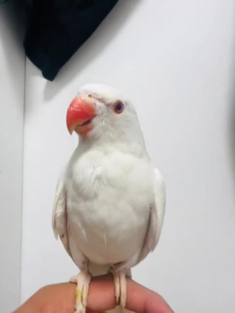 Ringnecks birds for sale: Indian Ringneck  - Video 1