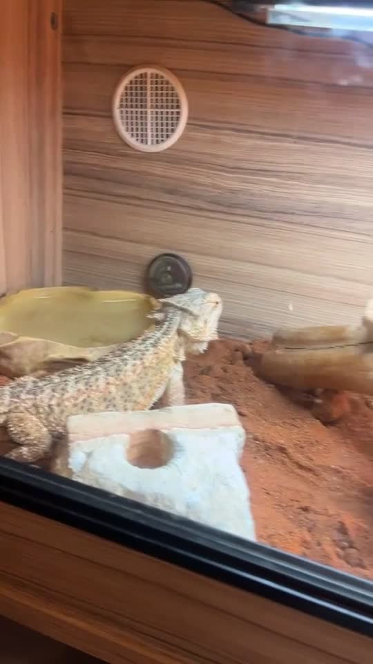 Bearded Dragon reptiles for sale: Bearded dragon for sale  in Birkenhead - Video 1