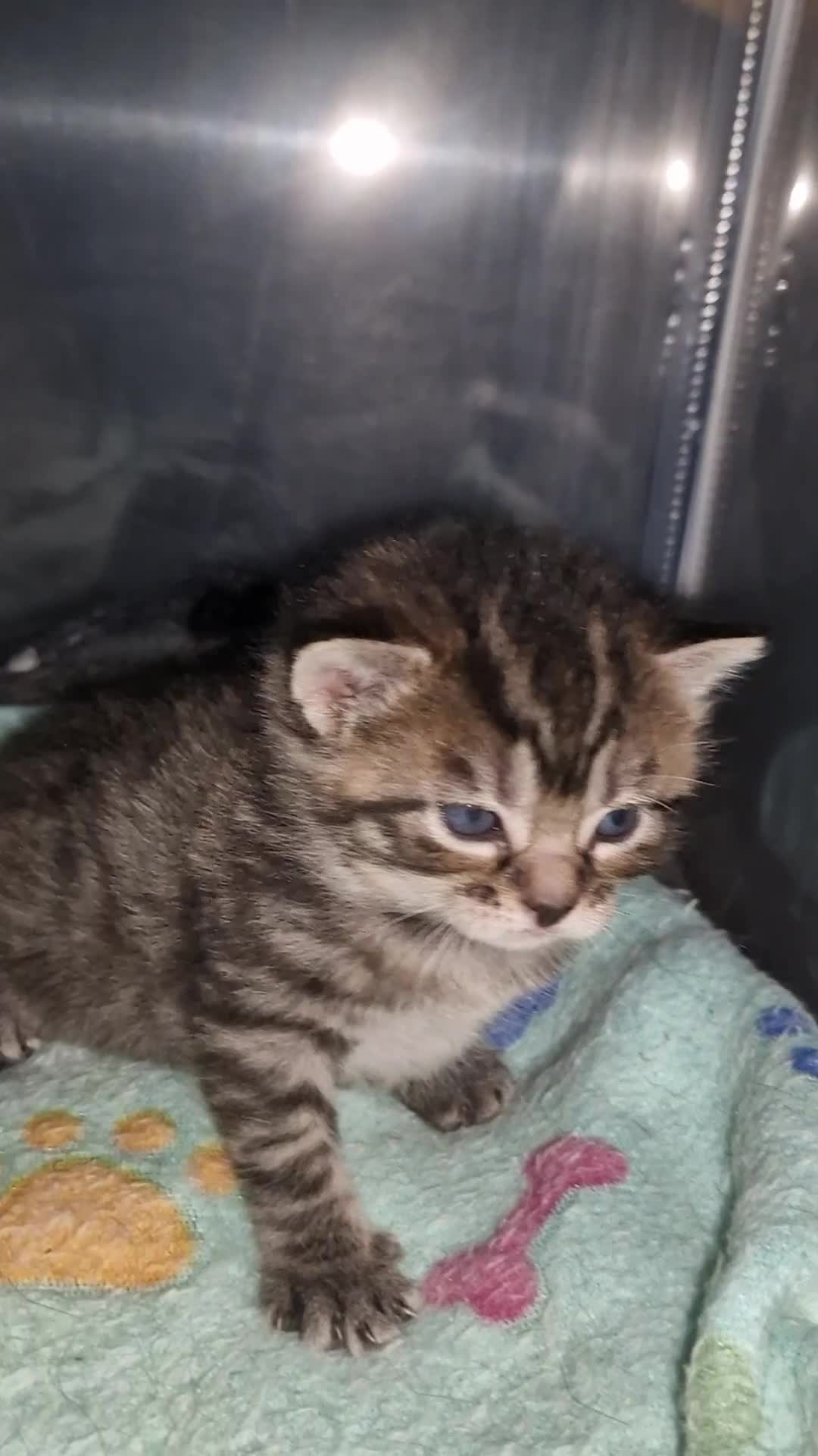 Maine Coon cats for sale: Maine coon cross munchkin kittens for sale in Cramlington - Video 1