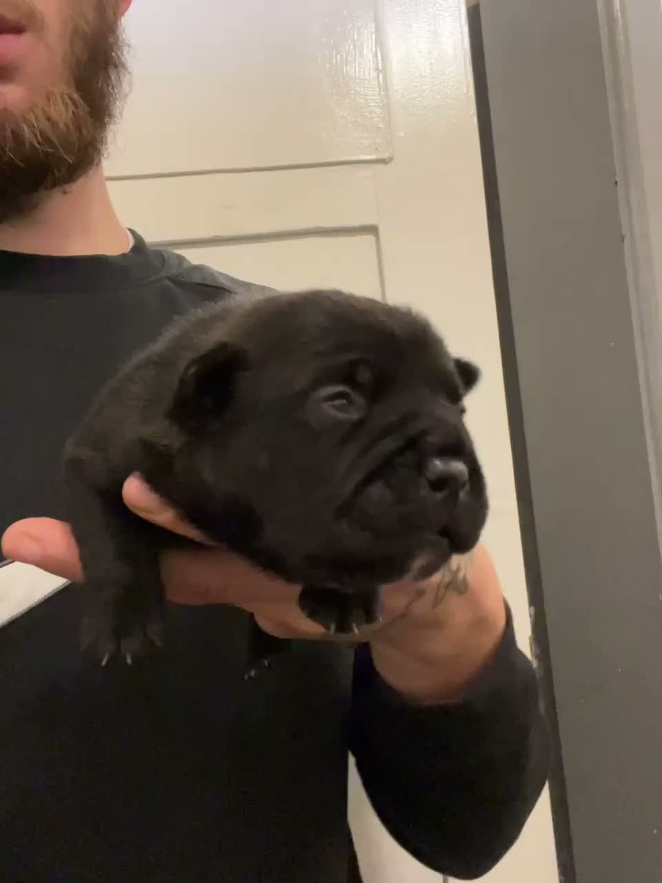 American Bully dogs for sale: Nano bully 2 females  - Video 1