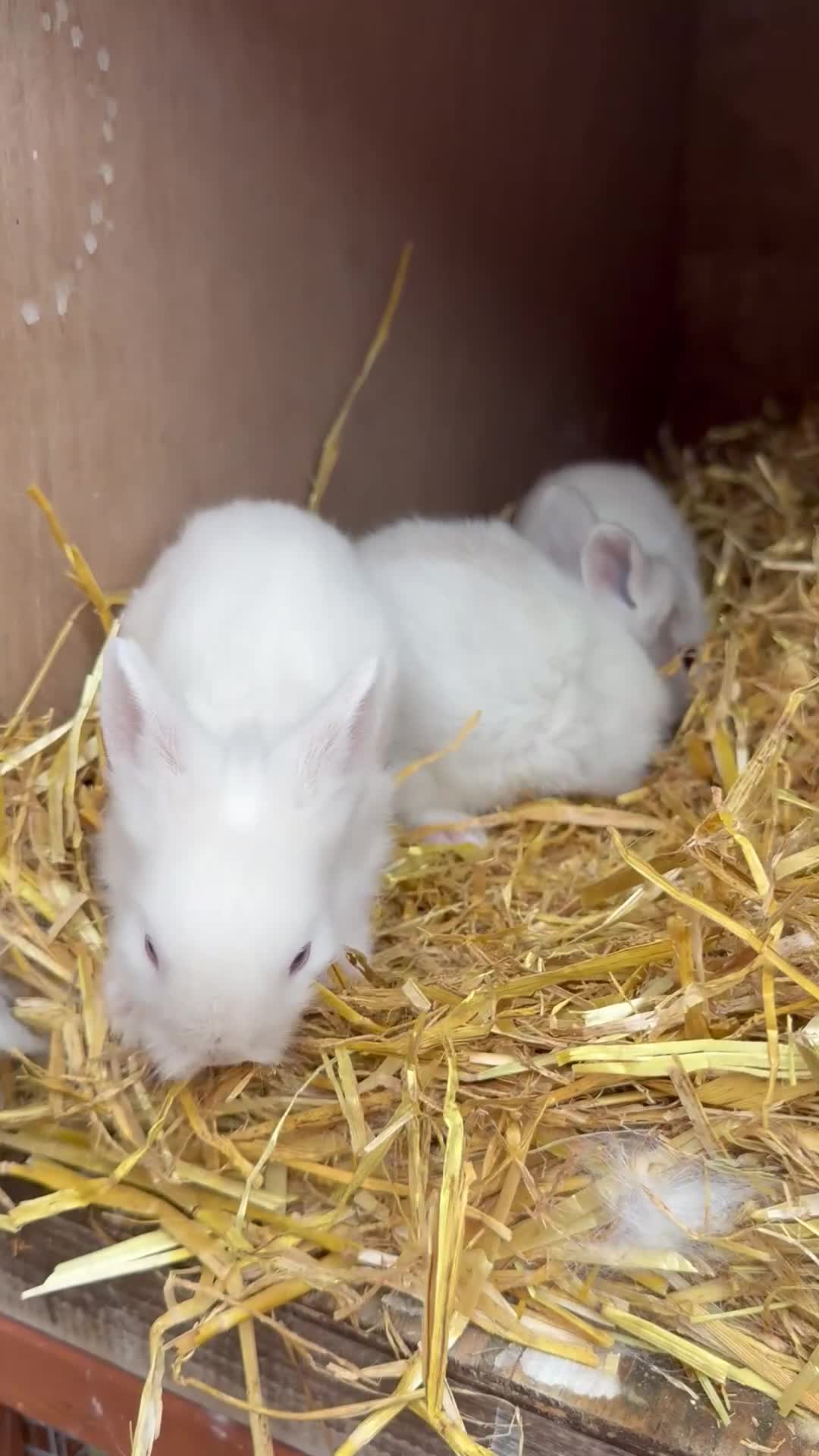 Lionhead rabbits for sale: 4x beautiful lion head bunnies for sale - Video 1