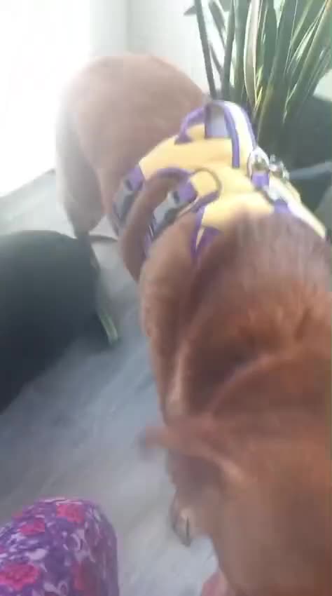 Mixed Breed dogs for adoption: ❤️🐶 YARA – FULL OF GENTLE LOVE in Folkestone - Video 2