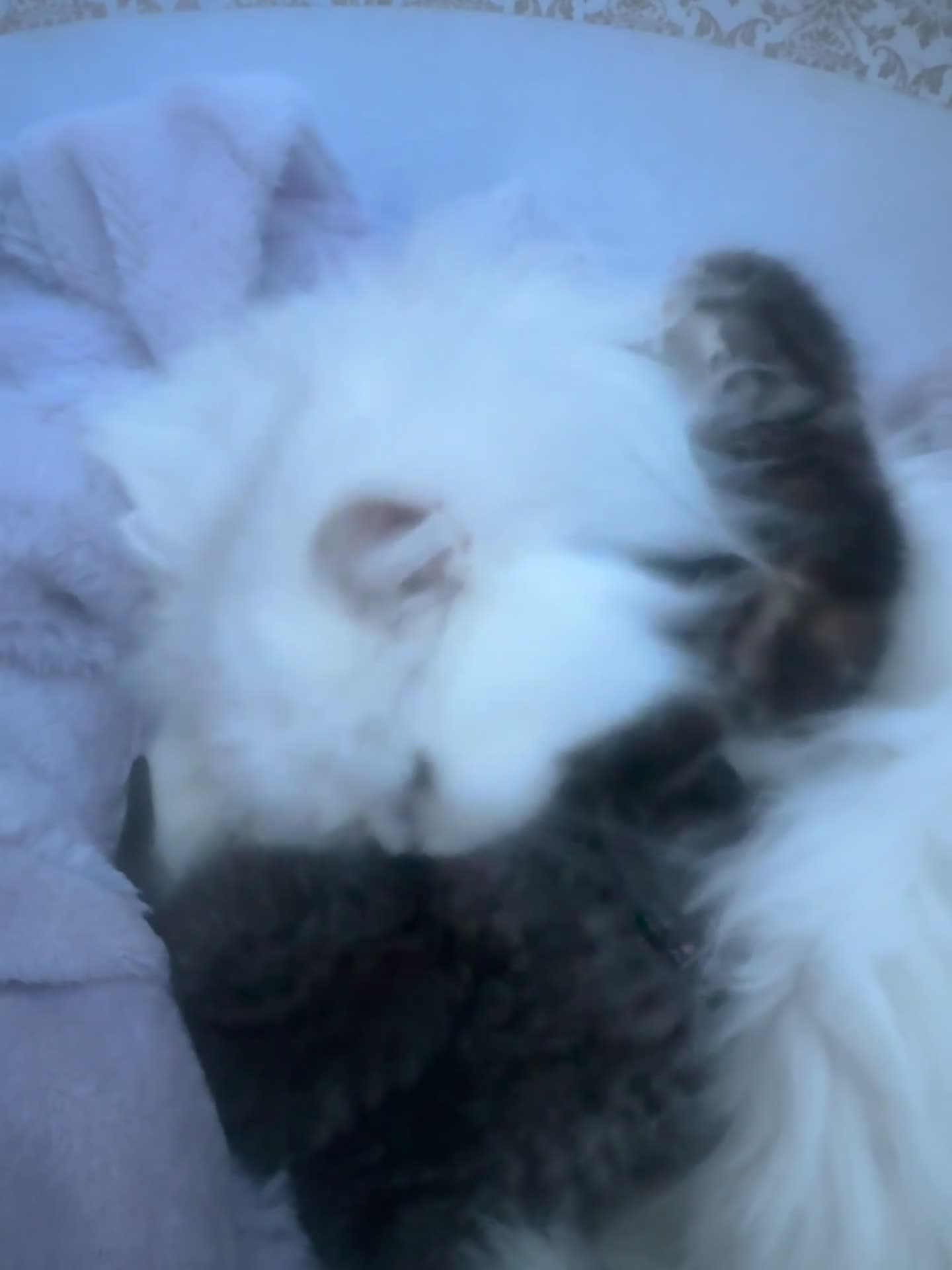 Persian cats for sale: Beautiful kittens mother is a Persian  in Birmingham - Video 2