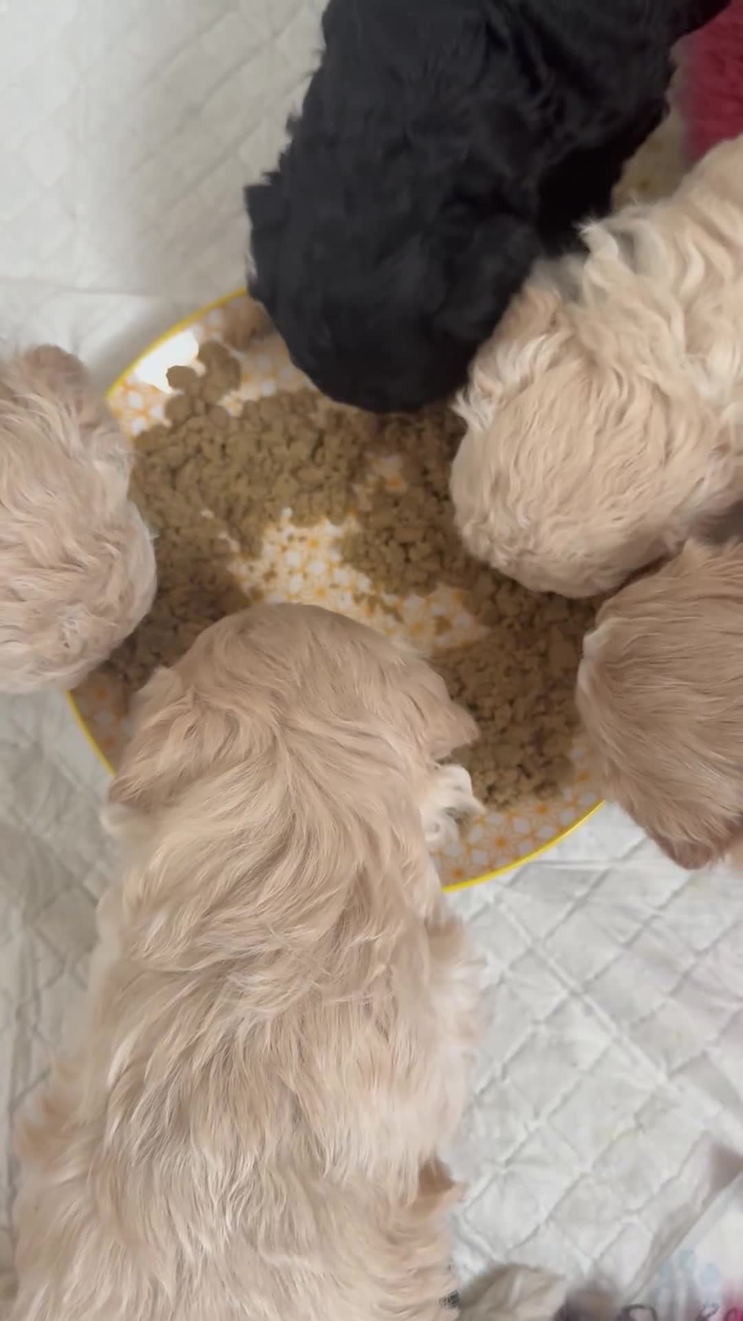 Maltipoo dogs for sale: Adorable F1B Merle** Maltipoo Puppies for sale - Video 1