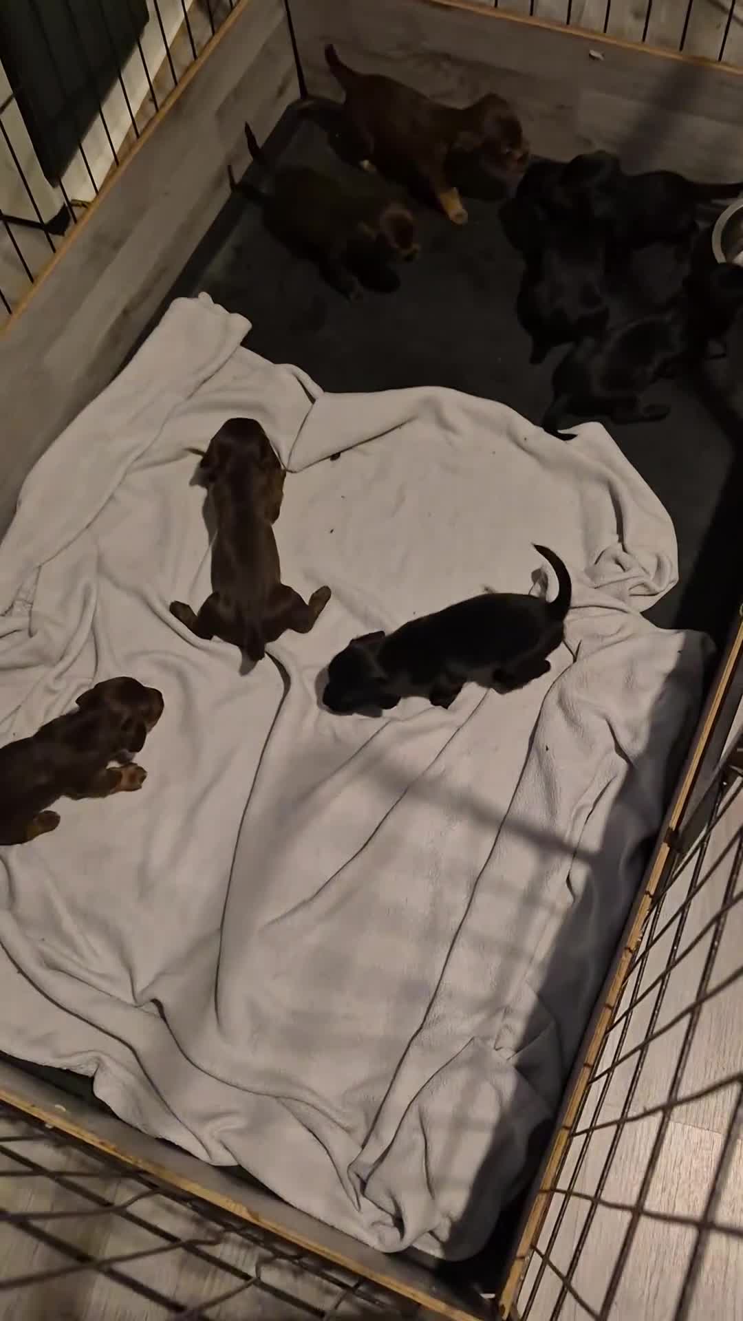 Doxiepoo dogs for sale: Doxiepoos for sale - Video 1