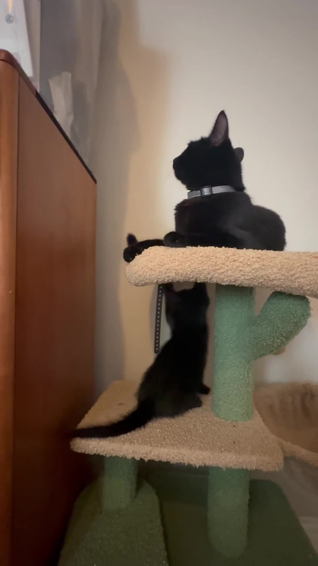 Domestic Shorthair cats for sale: Two black kittens 1xm 1xf - Video 2