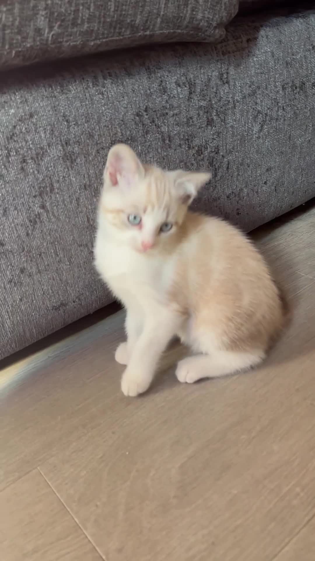 Maine Coon cats for sale: Gorgeous RARE Maine coon X Siamese Kitty 🩷 - Video 1