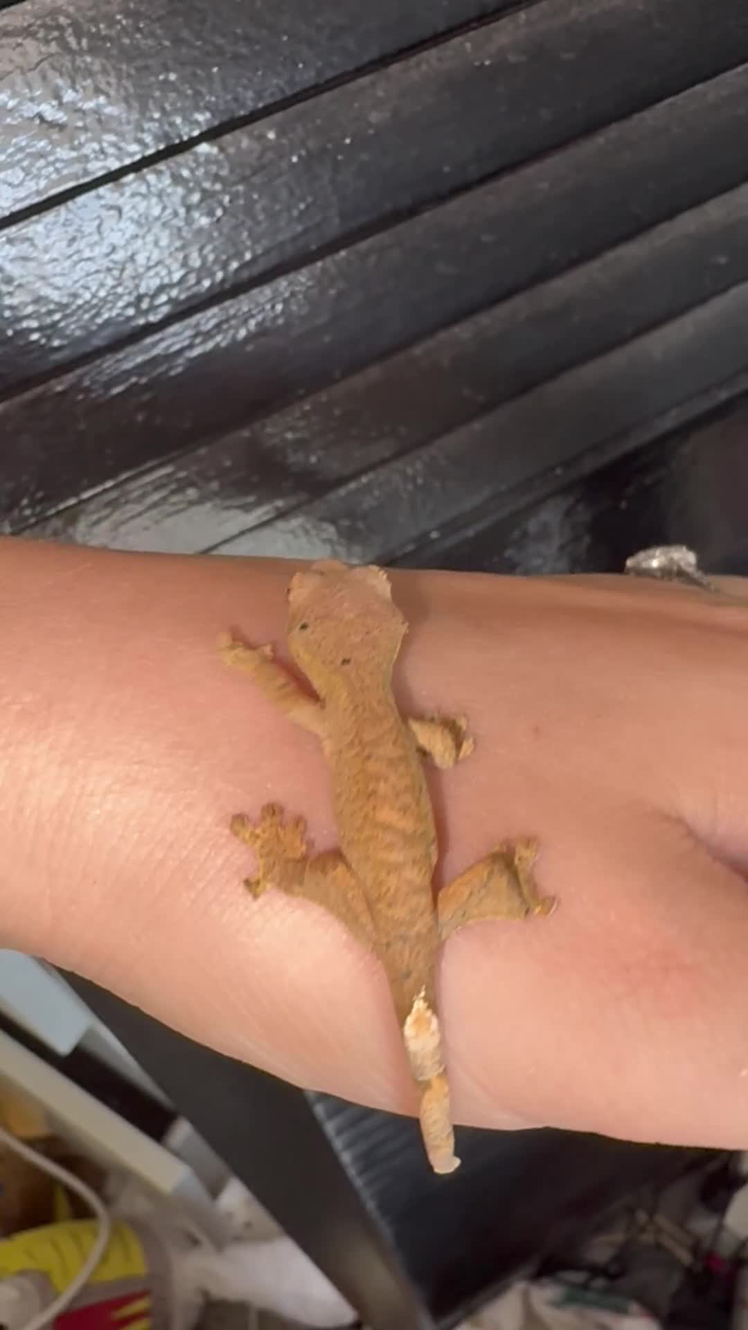 Gecko reptiles for sale: Crested Gecko Babies - Video 2