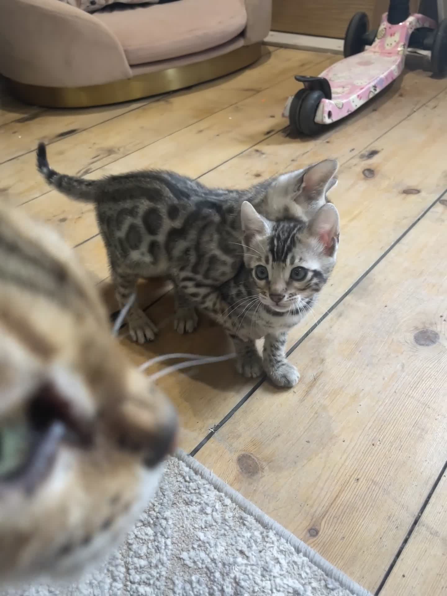 Bengal cats for sale: Pure bengal kittens - Video 2