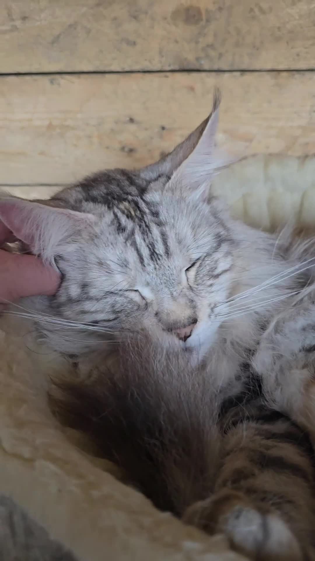 Maine Coon cats for sale: Maine Coon Black Silver Russian Lines - Video 1