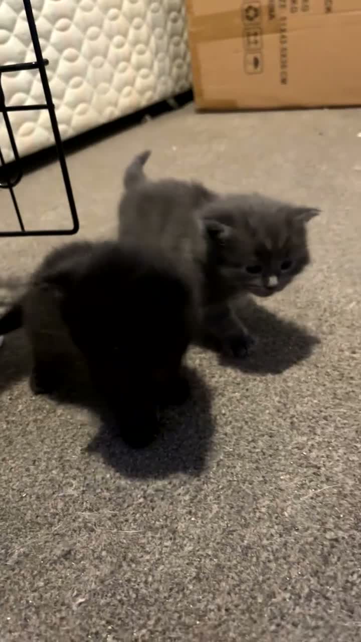 Mixed Breed cats for sale: Kittens for sale  - Video 2