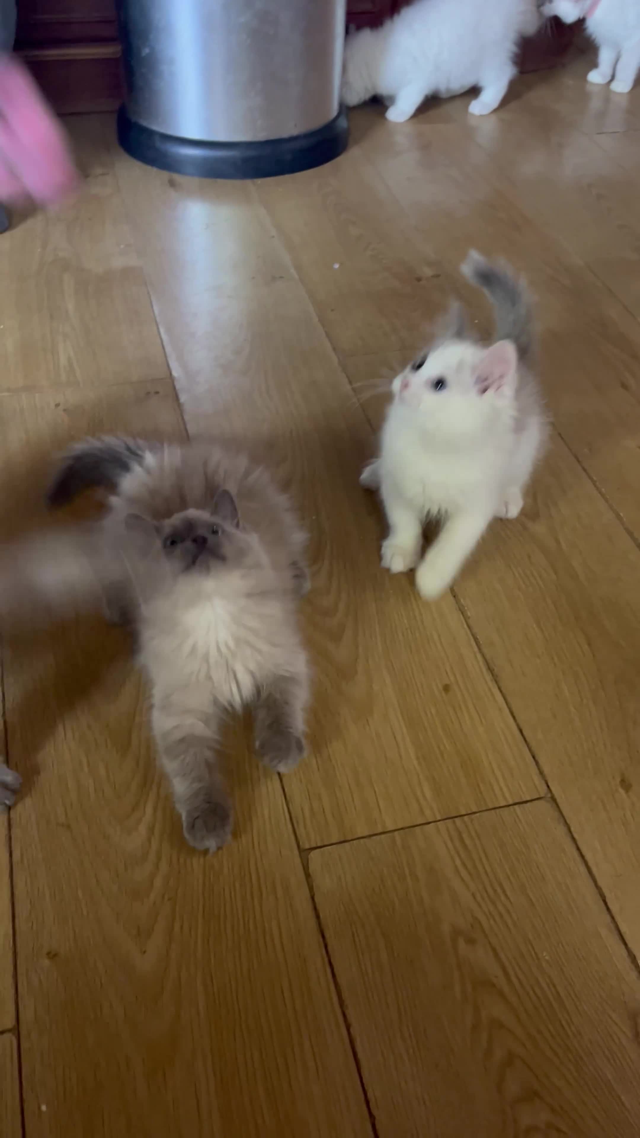 Ragdoll cats for sale: ❤️ Gorgeous ragdoll kittens ready now  ❤️ - Video 3