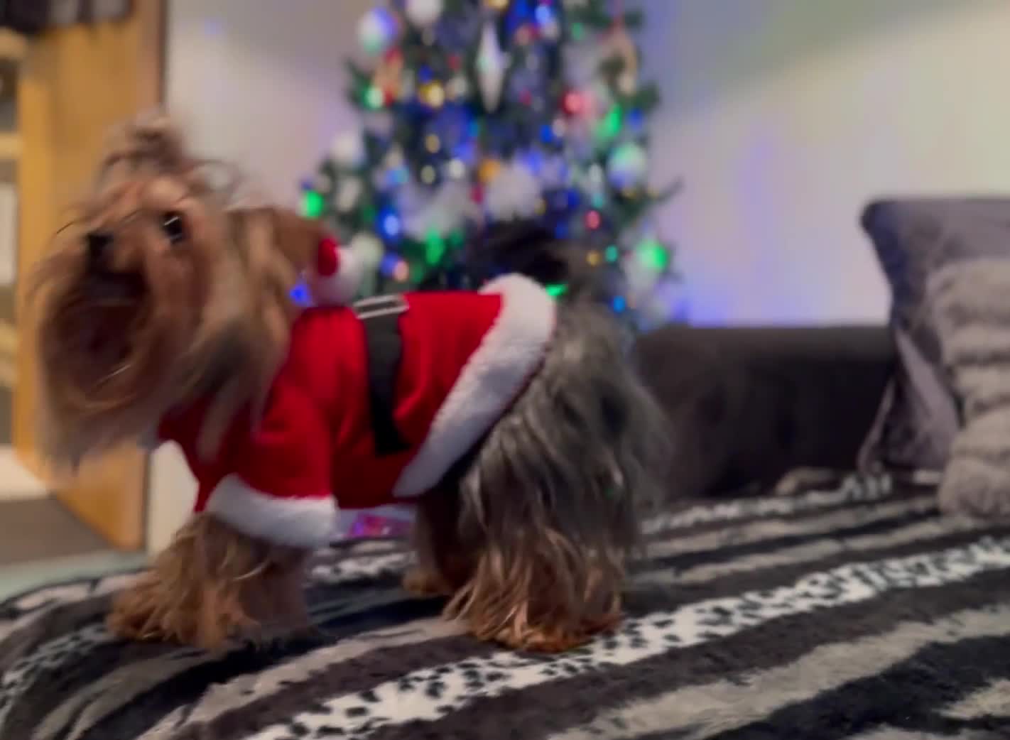 Yorkshire Terrier dogs for stud:  **  Yorkie for stud  in Leicester - Video 1