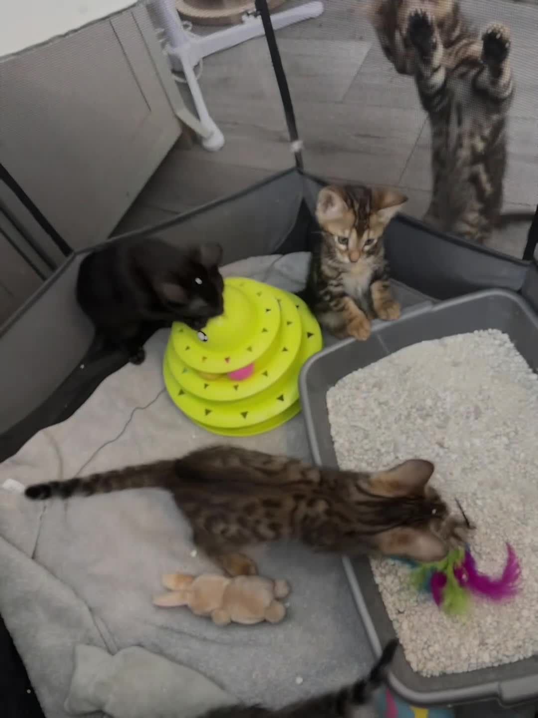 Bengal cats for sale: Bengal kittens - Video 1
