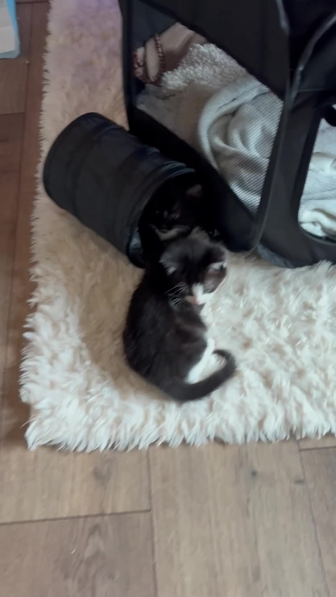 Mixed Breed cats for sale: 4 stunning long haired mixed breed kittens in Wakefield - Video 1