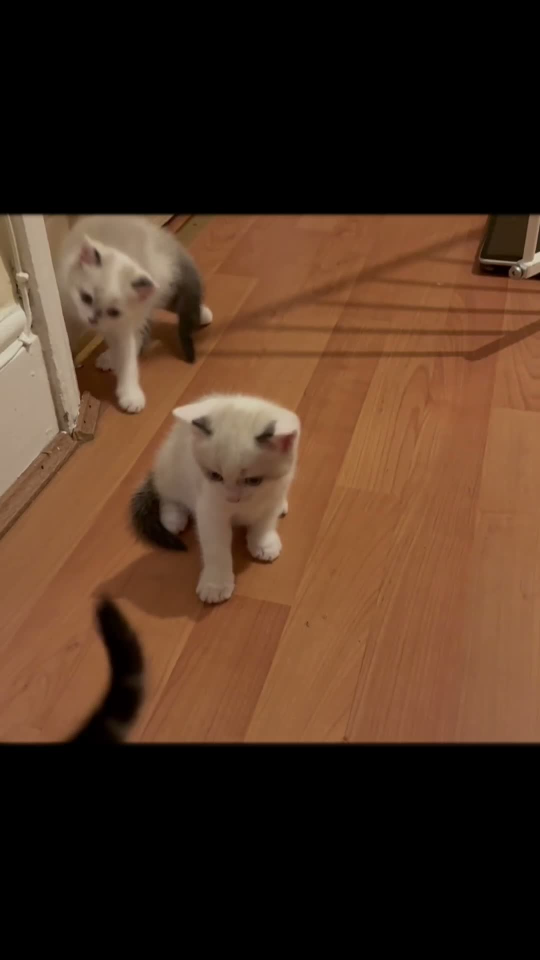 Scottish Fold cats for sale: 3 pure breed Scottish fold kittens in Thornton Heath - Video 3