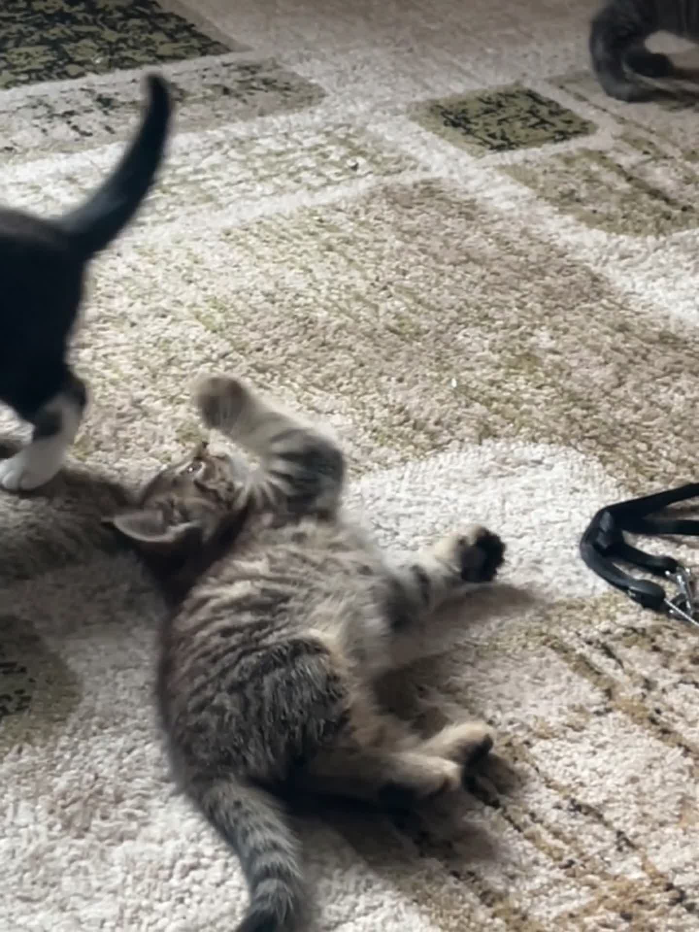 Mixed Breed cats for sale: 1 LH Blue boy 1 SH black & white boy 1 Tabby girl - Video 3