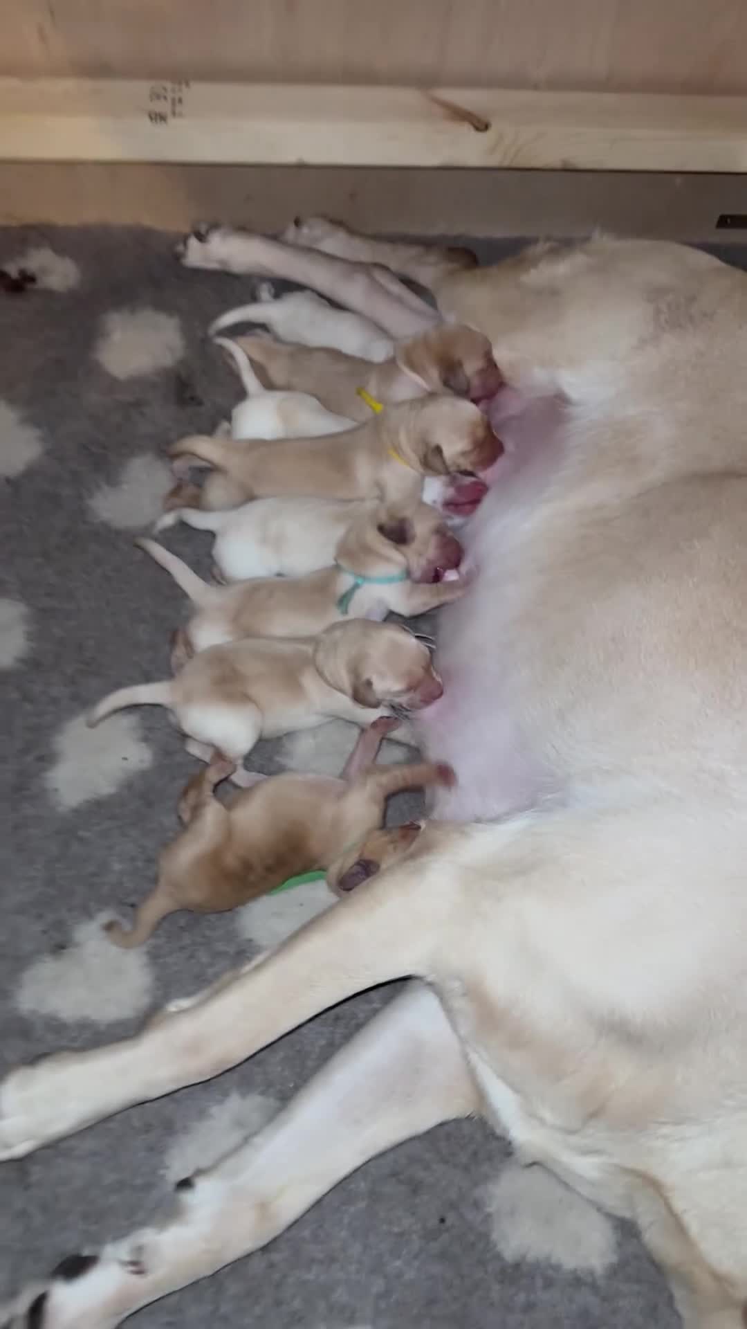 Labrador Retriever dogs for sale: FTCH Sired excellent FTCH working line Labradors - Video 1