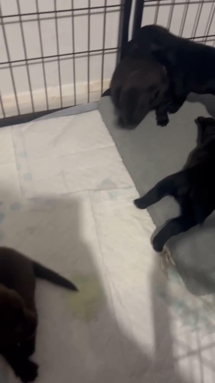 Mixed Breed dogs for sale: Staffrador puppies - Video 2