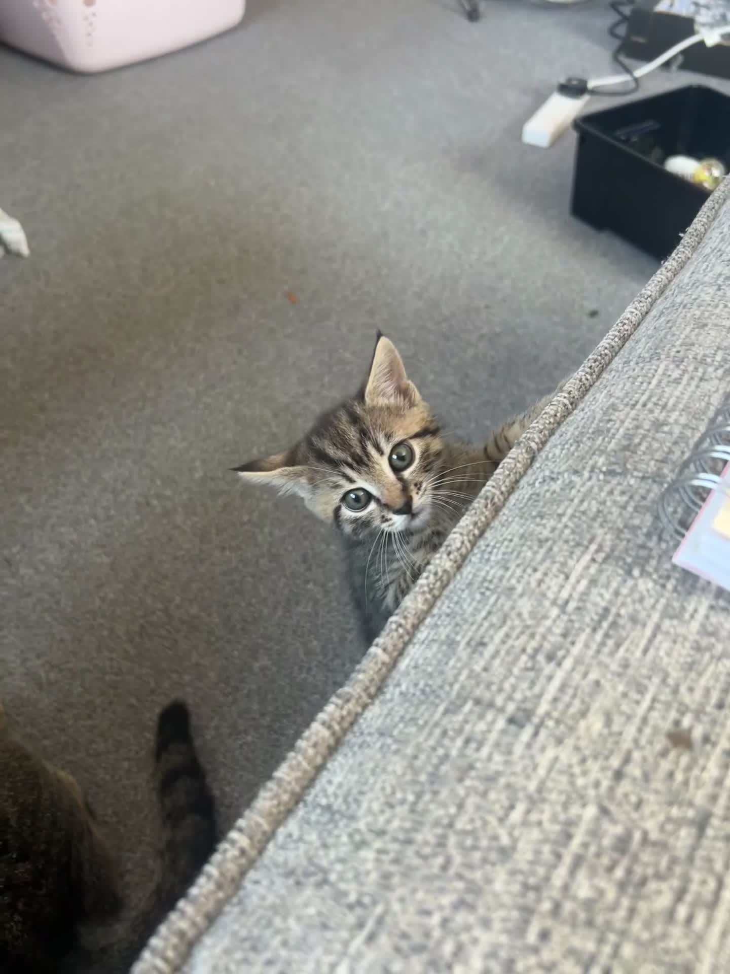 Mixed Breed cats for sale: 2 beautiful tabby girls and 1 Black & white Boy - Video 3