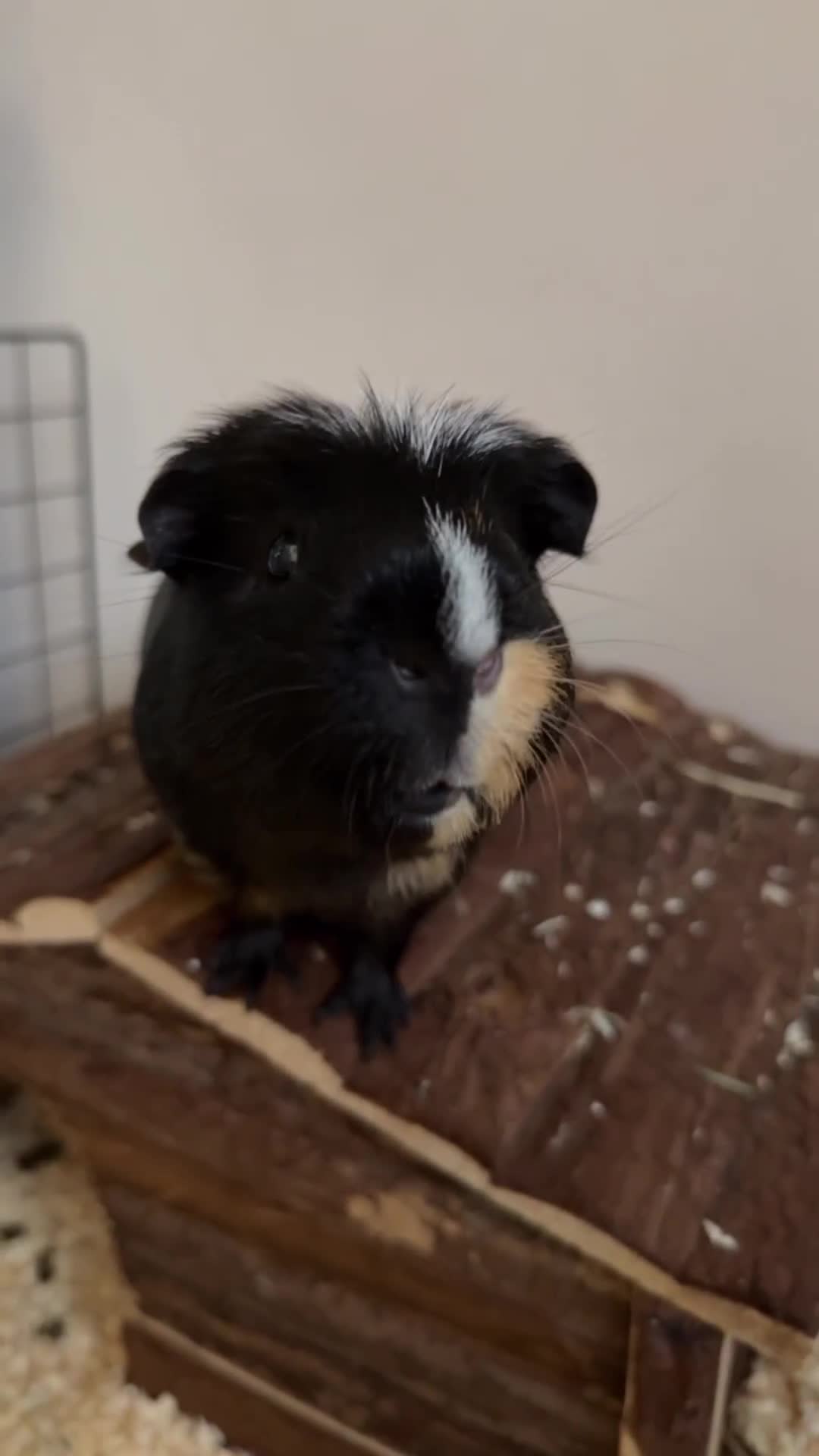 Guinea Pig rodents for sale: Male Guinea pig   - Video 1