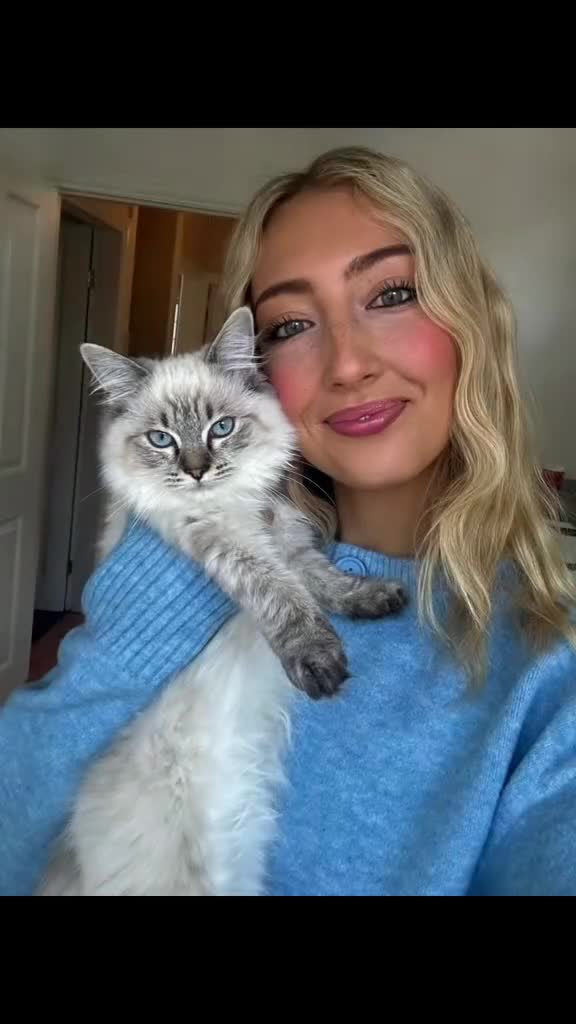 Ragdoll cats for sale: Ragdoll kittens available  - Video 2